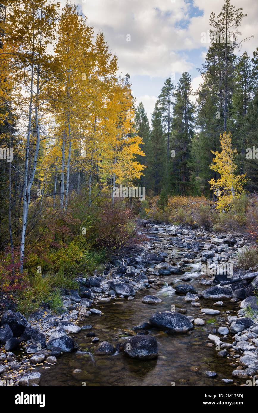 Fall aspens intermixed with evergreens along the banks of Lake Creek. Grand Teton National Park, Wyoming Stock Photo