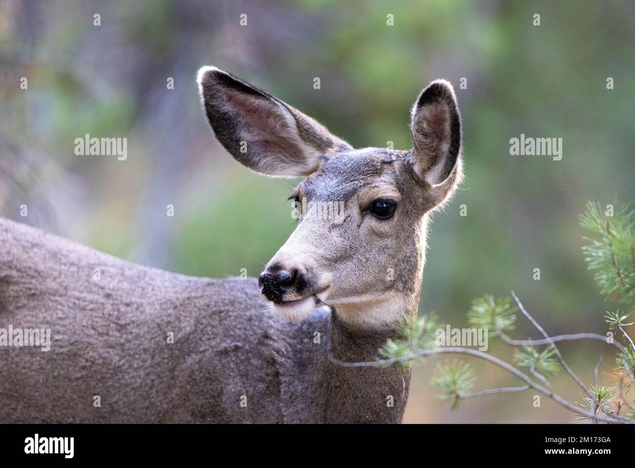 A mule deer doe standing in a forest along the Lake Creek Trail. Grand Teton National Park, Wyoming Stock Photo