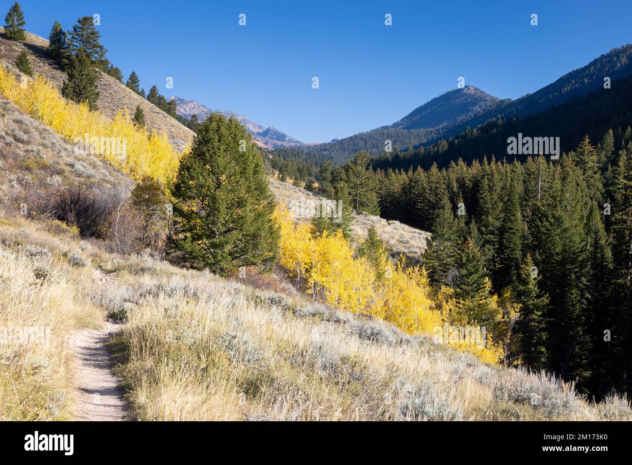 The Sidewalk Trail in the Gros Ventre Mountains meandering toward fall aspen trees. Bridger-Teton National Forest, Wyoming Stock Photo