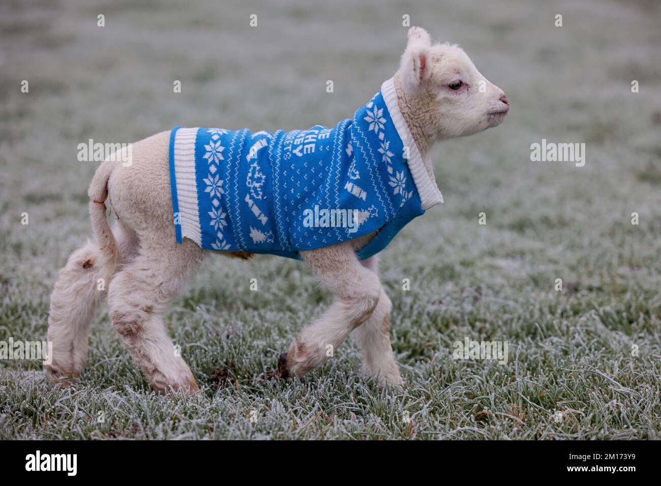 Bocketts Farm in Surrey have given their newborn lambs Christmas jumpers to keep warm whilst the cold, frosty weather dubbed the ‘Troll of Trondheim’ continues to hit the UK. The farm are expecting a number of lambs this winter with the first being born this week. Stock Photo