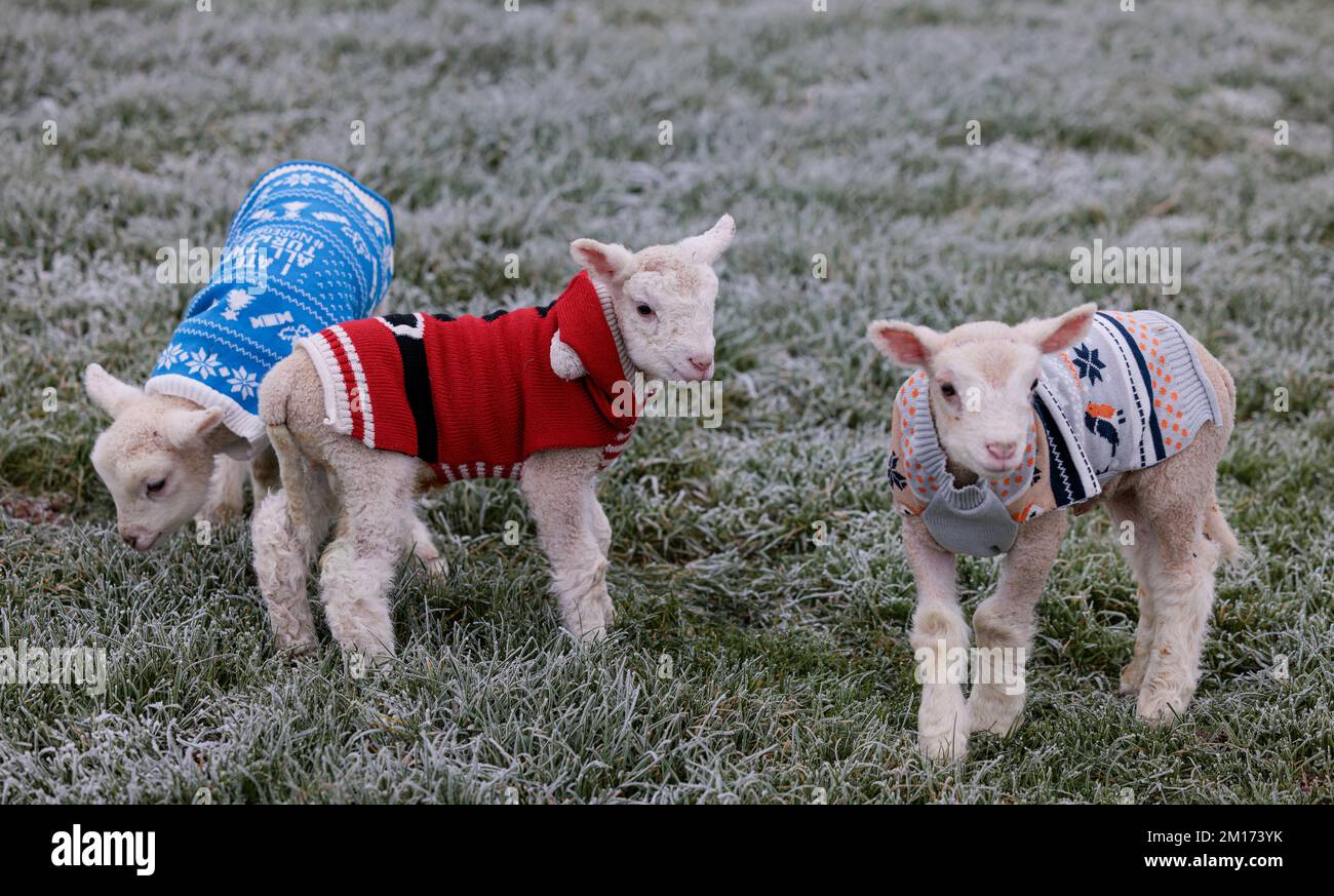 Bocketts Farm in Surrey have given their newborn lambs Christmas jumpers to keep warm whilst the
