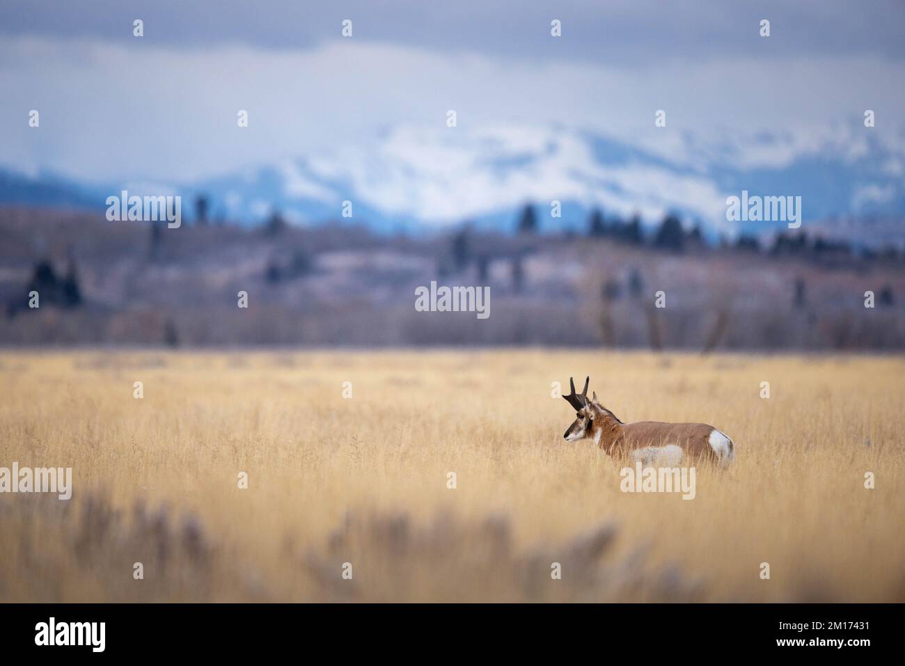 A pronghorn buck standing in grasses in Antelope Flats below snow-covered mountains. Grand Teton National Park, Wyoming Stock Photo
