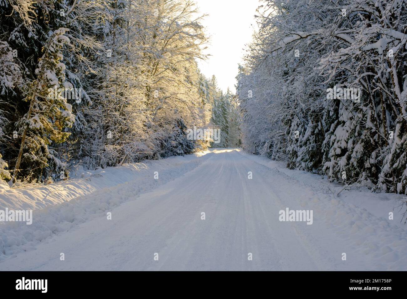 Magical winter landscape. A path between snowy trees in the forest ...