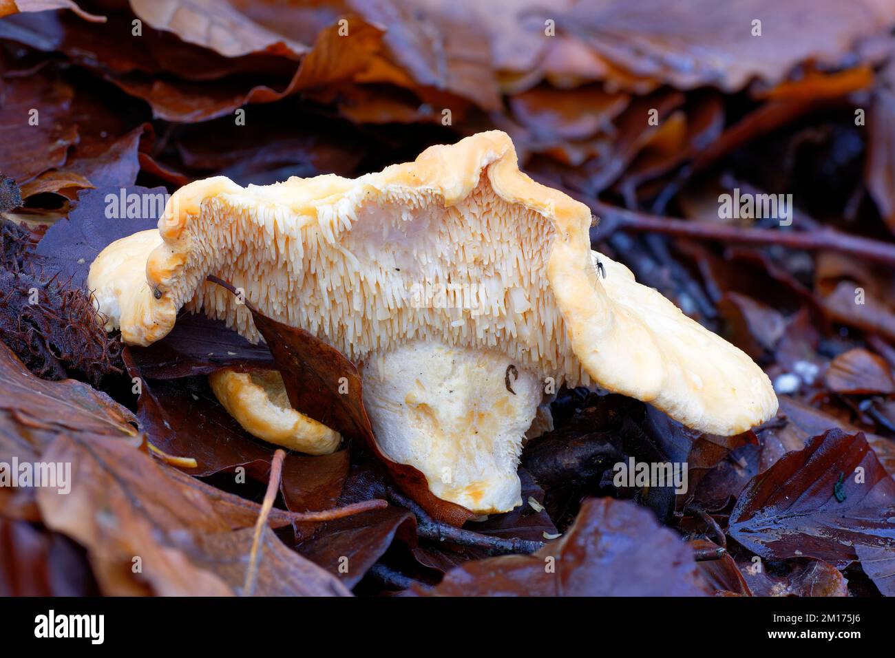 Wood Hedgehog Fungus - Hydnum repandum among Beech leaf litter Stock Photo
