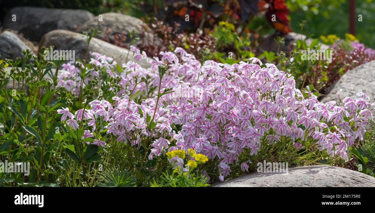 Pale pink flowers Phlox subulate in a small rockery. Stock Photo
