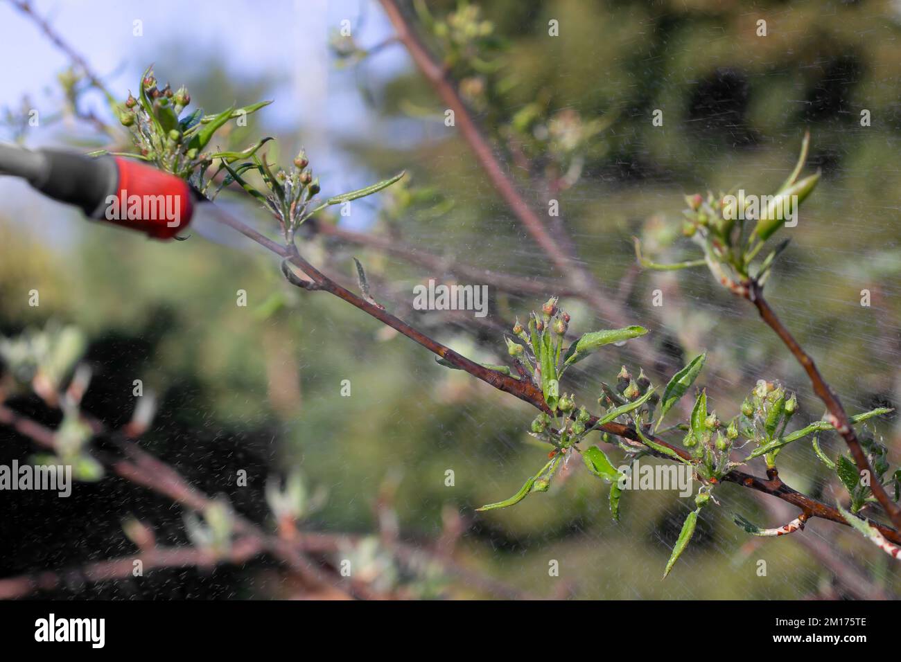 Spring spraying of fruit trees on buds for the prevention of diseases and pests. Stock Photo