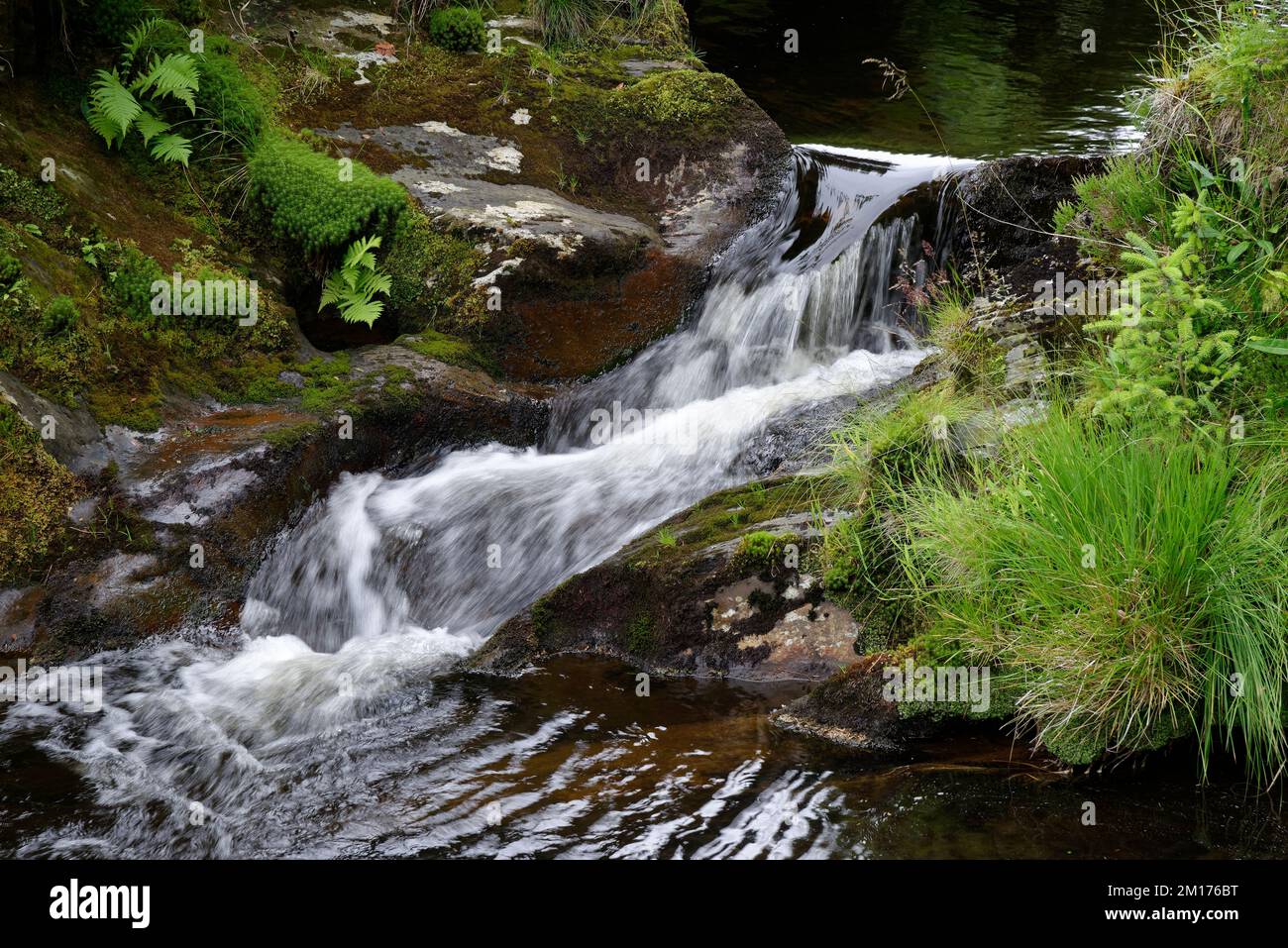 Small Waterfall on River Severn in Hafren Forest near Llanidloes, Powys, Central Wales, UK Stock Photo