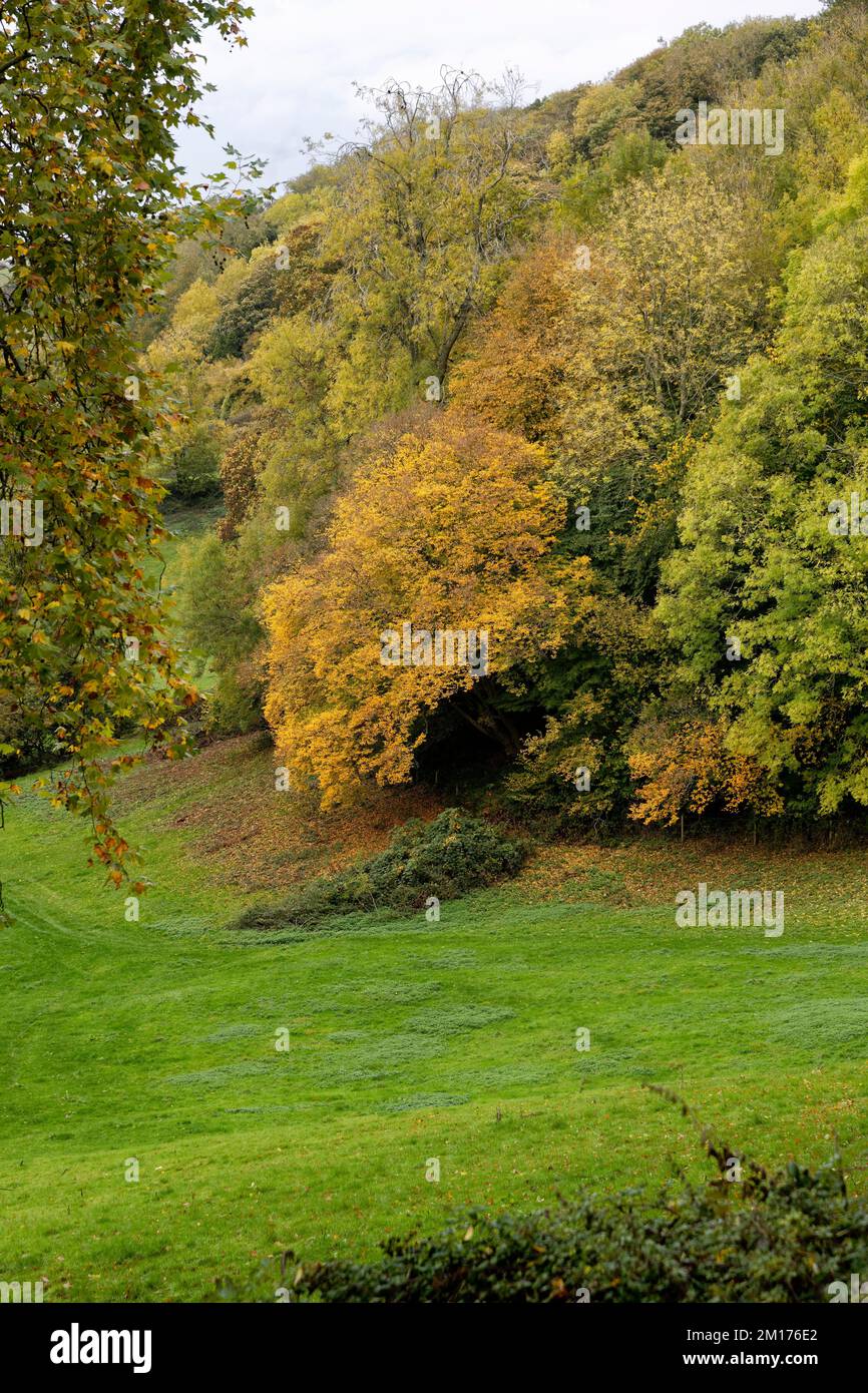 Autumn Trees at Horton Court, Gloucestershire Stock Photo Alamy
