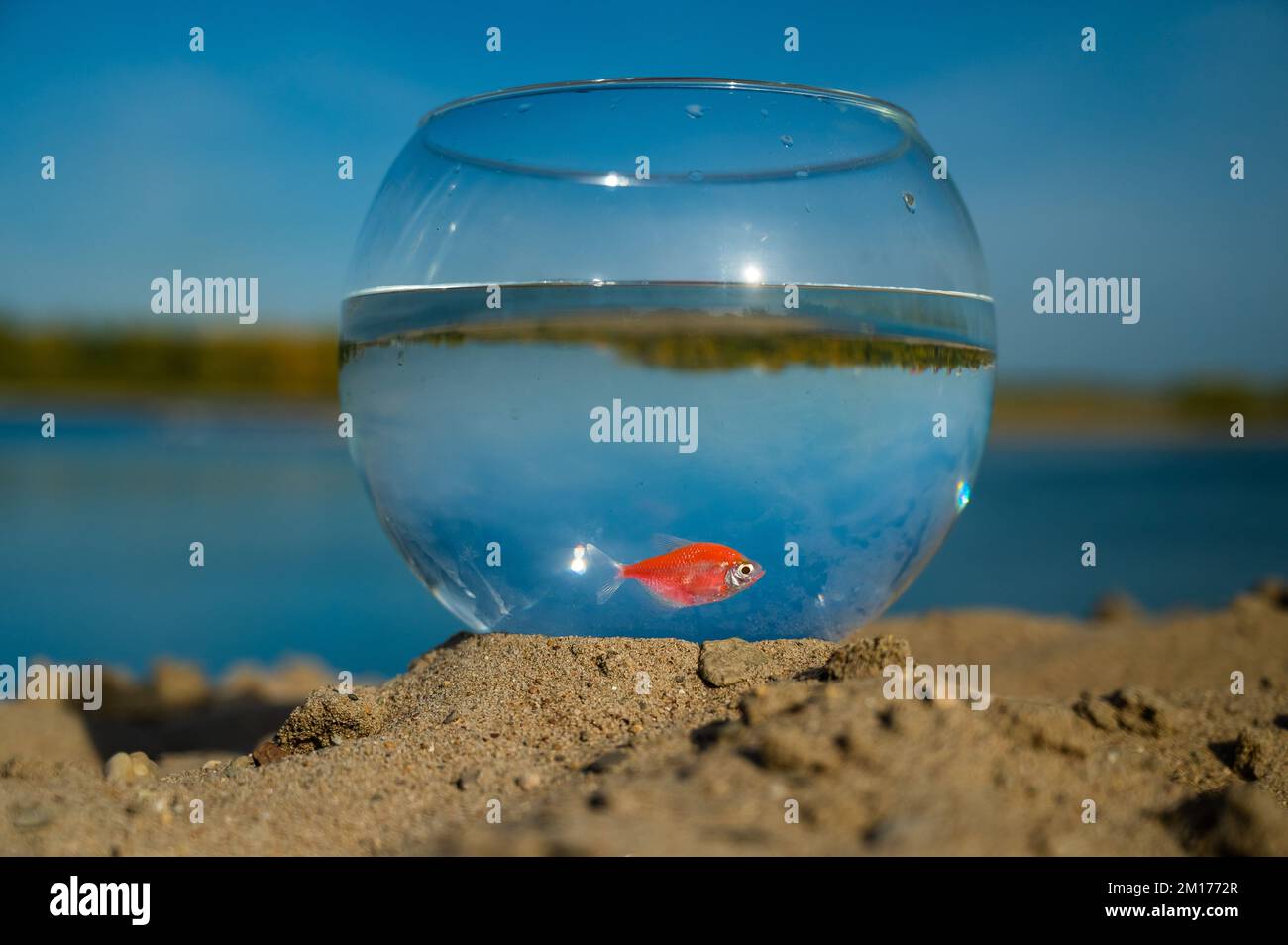 A round aquarium with a goldfish stands on the sand on the lake Stock
