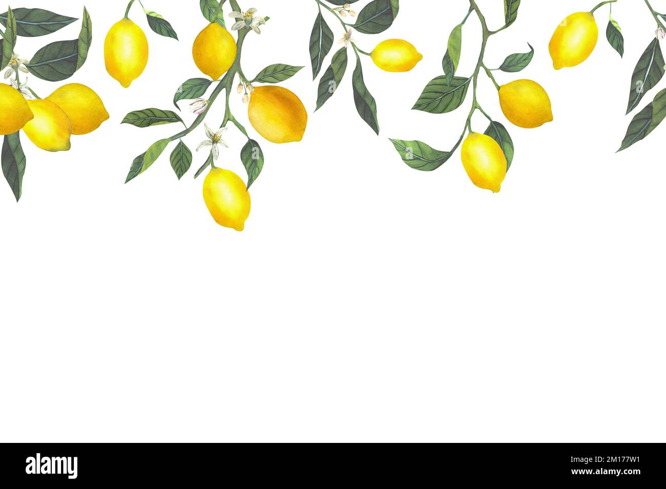 Watercolor seamless border with illustration of fresh citrus yellow ...