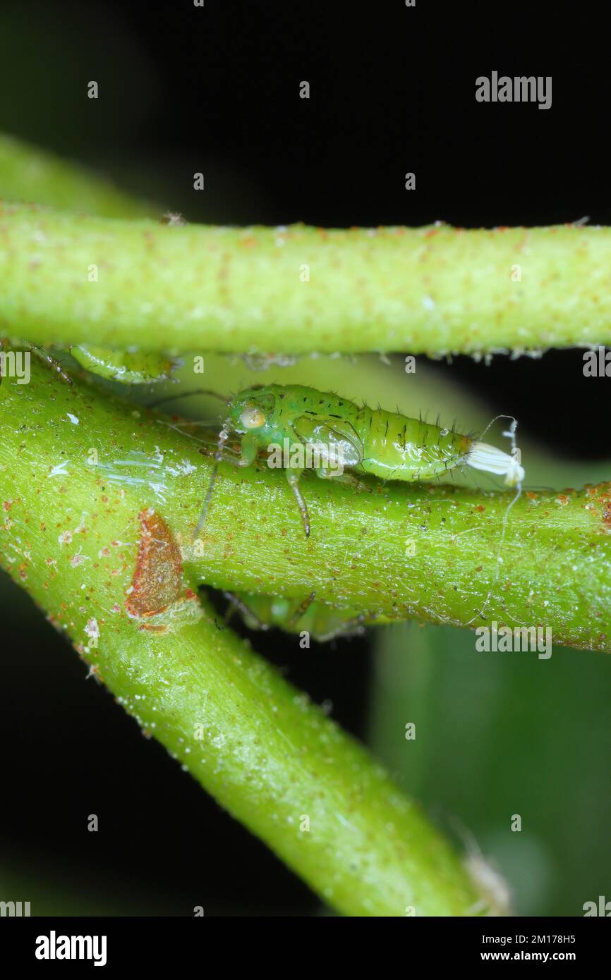 Baeopelma foersteri (Formerly Psylla foersteri), common throughout the