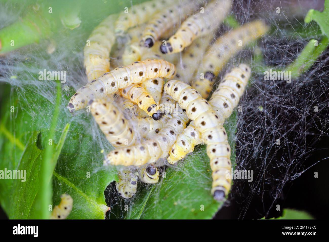 Spindle Ermine Moth larvae (Yponomeuta cagnagella : Yponomeutidae) in their web on spindle. Stock Photo