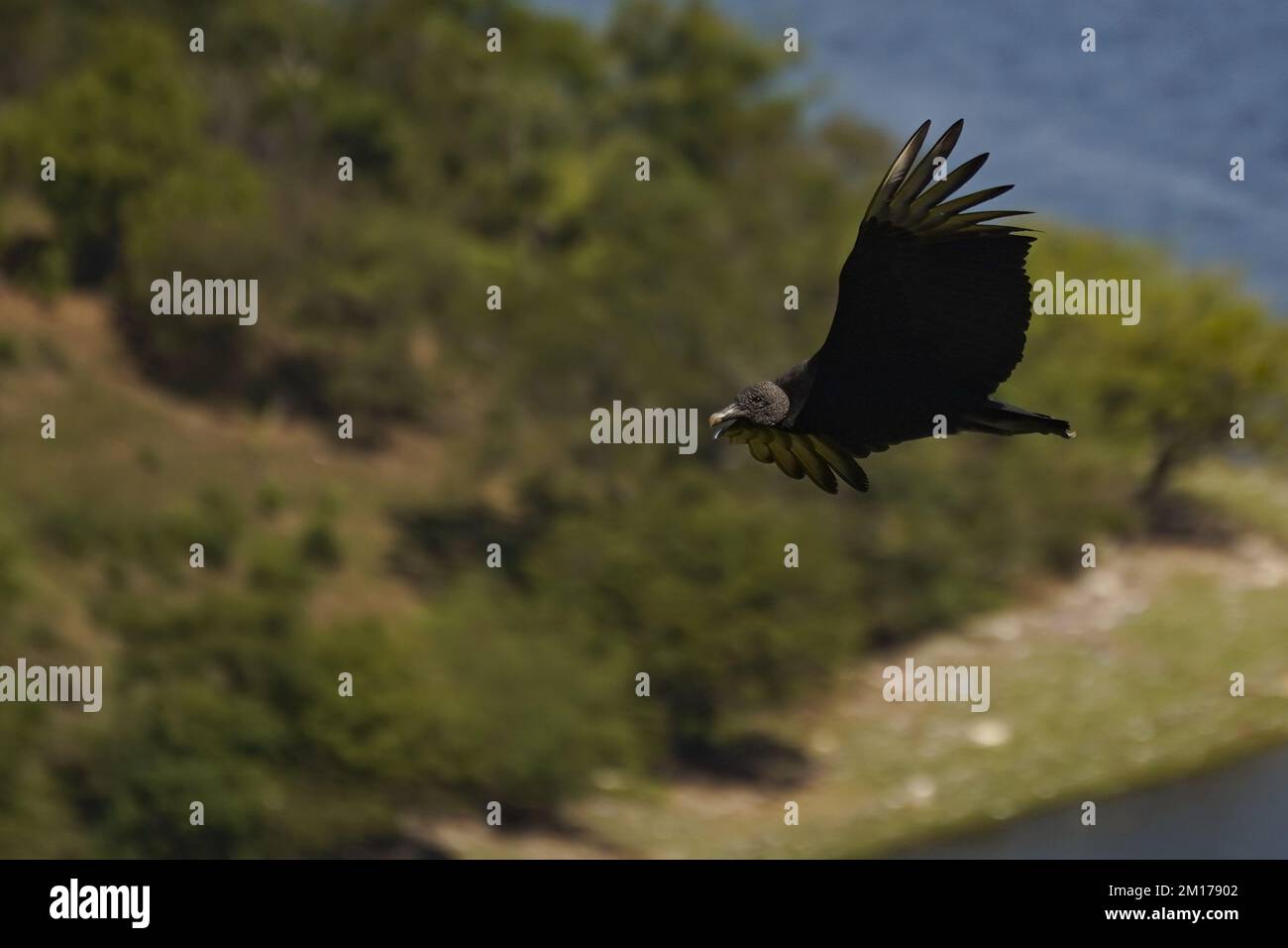 A vulture flies over the Suchitlan lake in Suchitoto. The Suchitlan Lake is El Salvador's largest lake stretching over 134 kilometers across four regions of Chalatenango, Cabañas, Cuscatlan, and San Salvador. Stock Photo