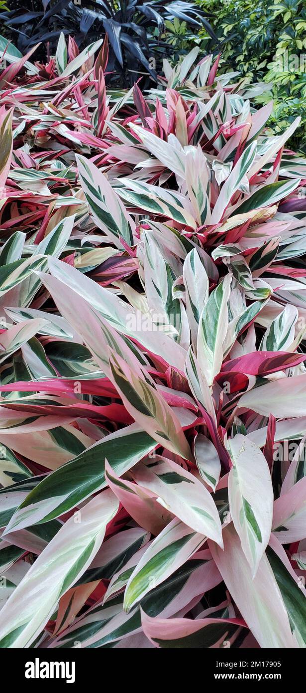 A closeup of Stromanthe sanguinea in the garden Stock Photo