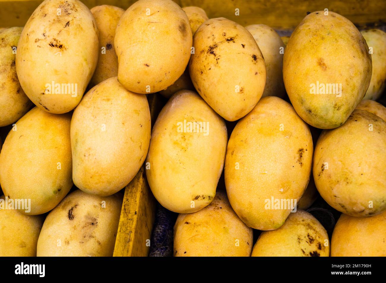 Mango, a photo of fresh yellow mango pile on market table. Ripe