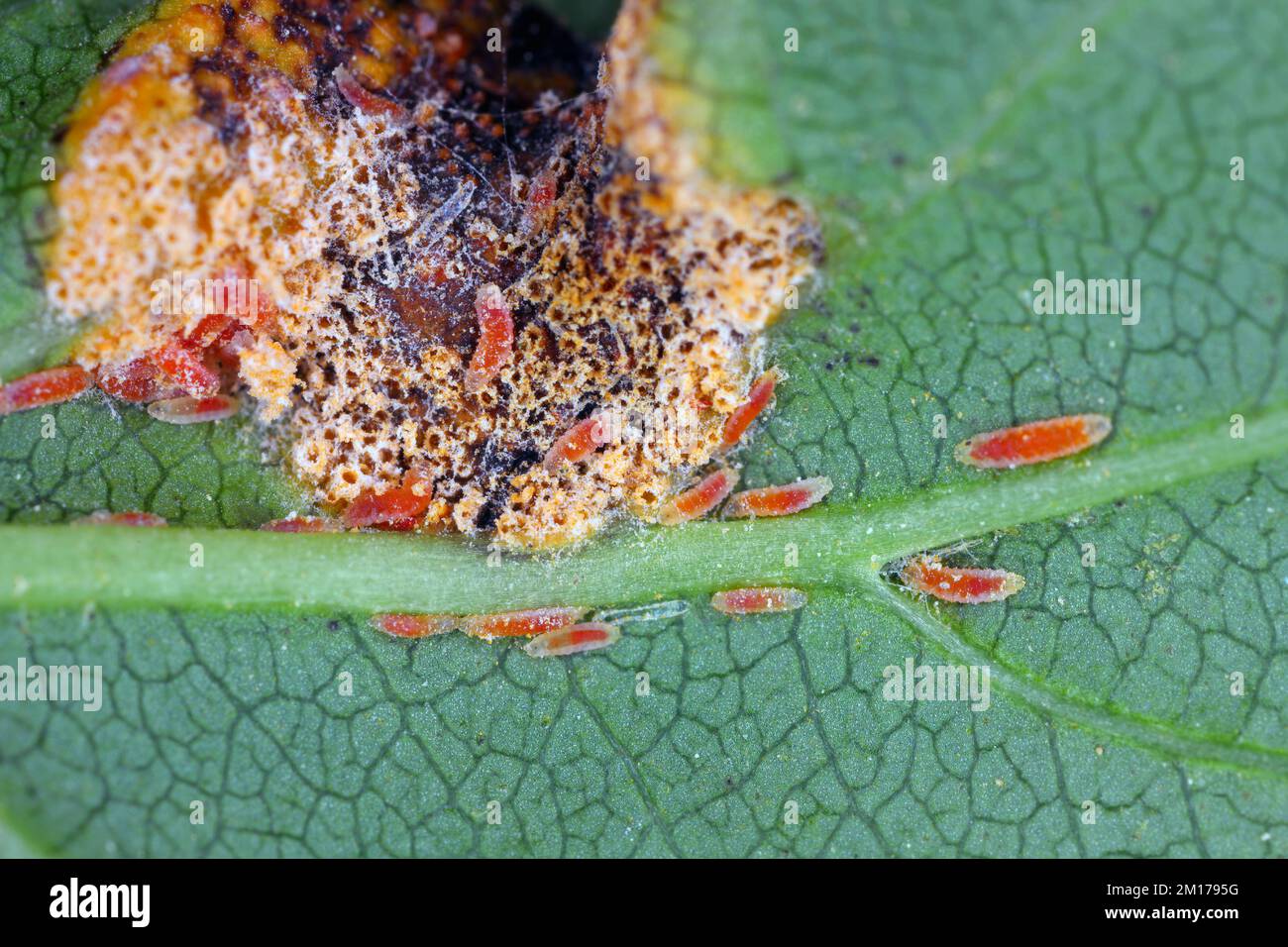 Larvae of Mycopdiplosis coniophaga feeding on aeciospores of Puccinia coronata on Rhamnus utilis. Cecidomyiidae is a family of flies known as gall... Stock Photo