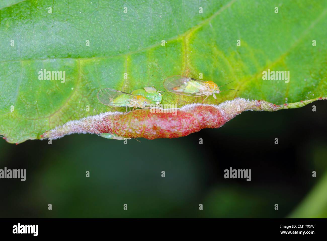 Psyllidae, psylla. Larva, lesion (curled leaf) and adults on a European buckthorn (Rhamnus cathartica) leaf. Stock Photo