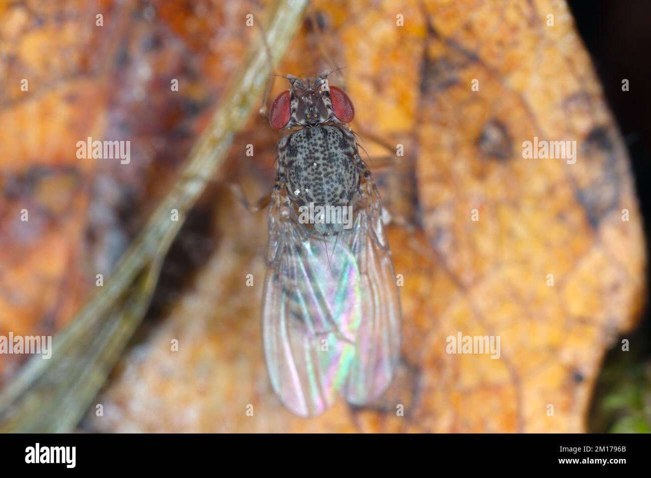 Drosophilidae, genus Phortica. Diverse, cosmopolitan family of flies, which includes species called fruit flies. Stock Photo