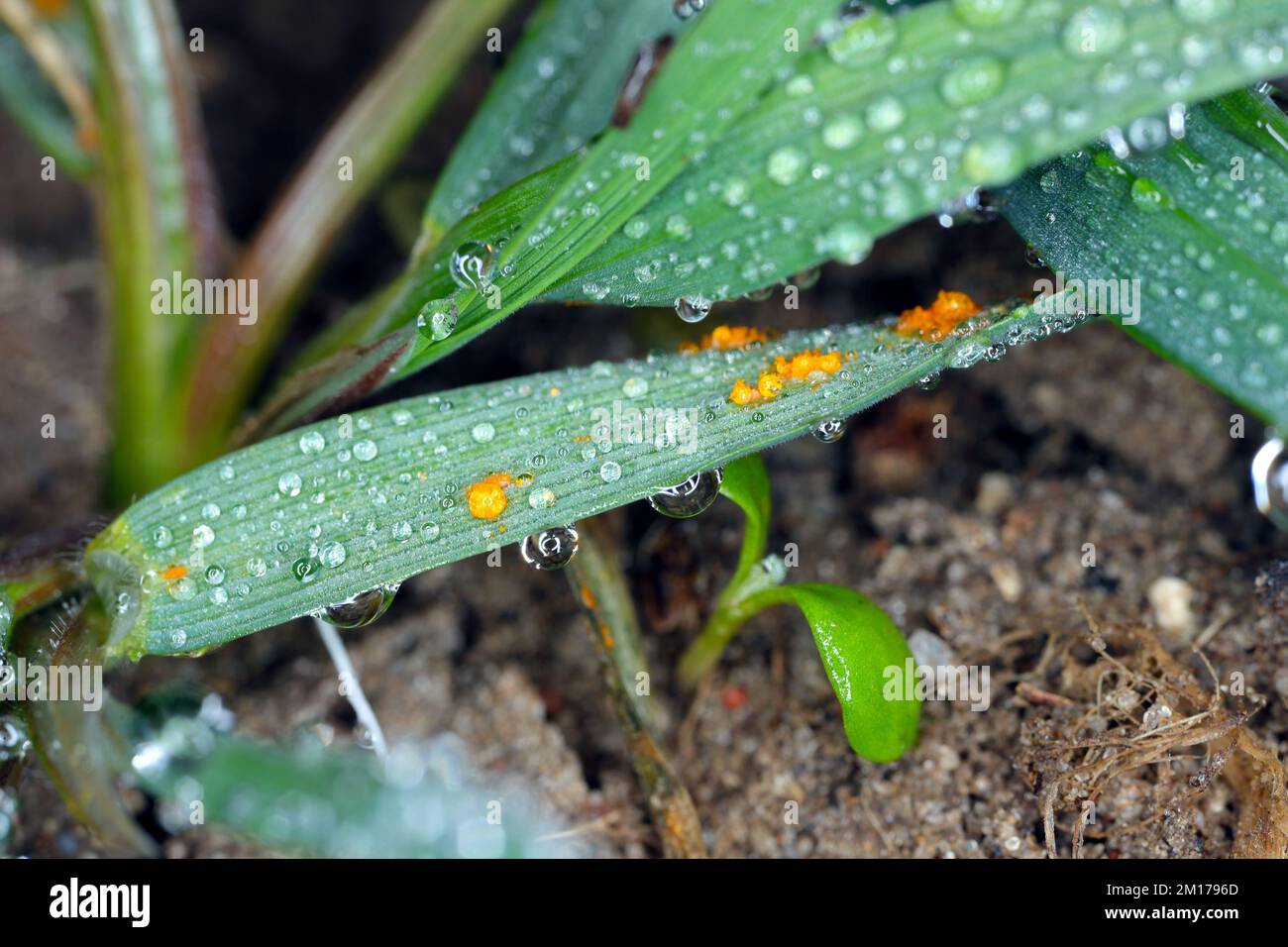 Samples of the stems of the cereal plant are affected by pyrenophora tritici-repentis fungus Stock Photo