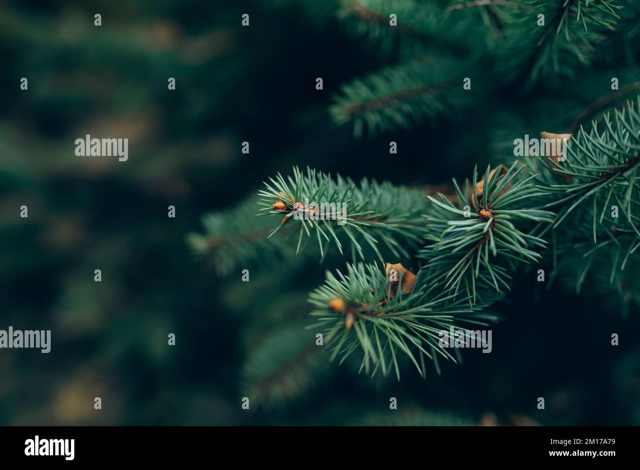 Christmas tree branches.v Stock Photo Alamy