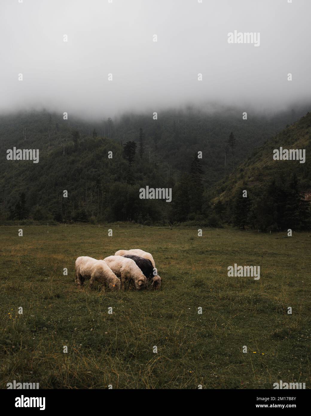 A high-angle of sheep grazing in the field with trees and mist ...