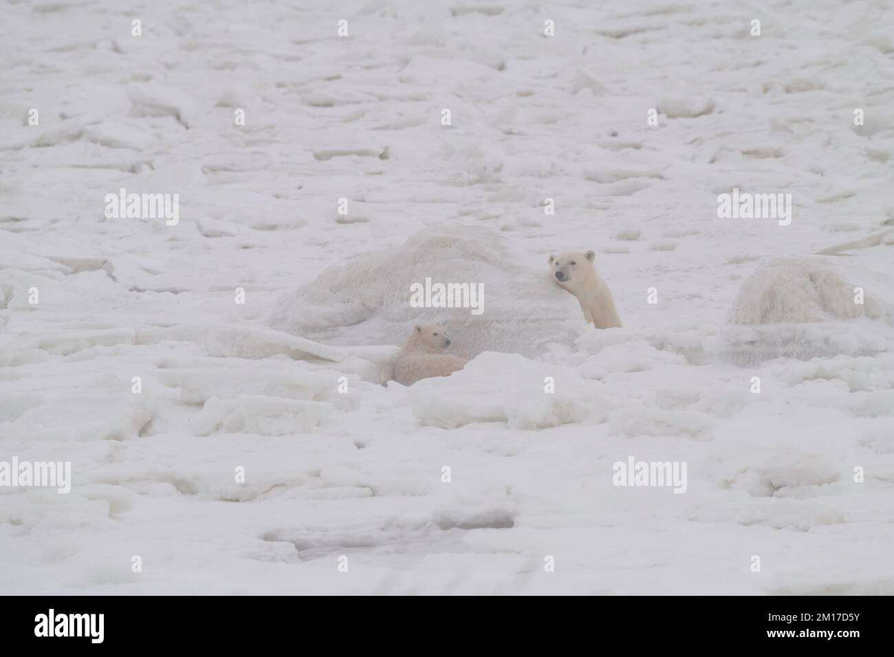 Polar bear mother and cub on the ice, Churchill, Manitoba Stock Photo