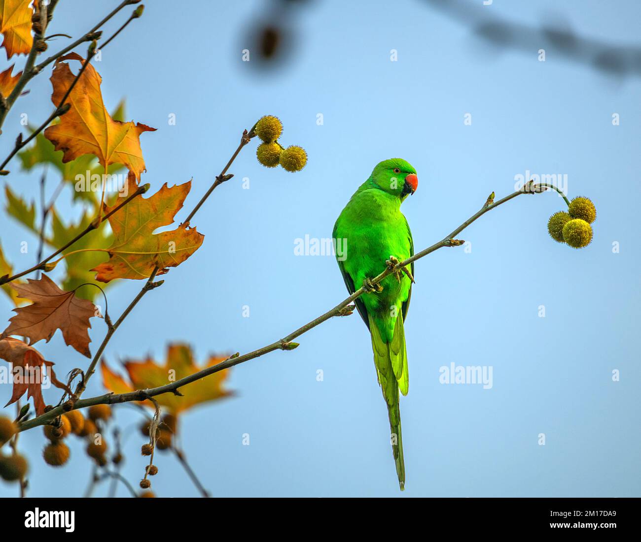 parrot resting on tree in izmir city forest Stock Photo