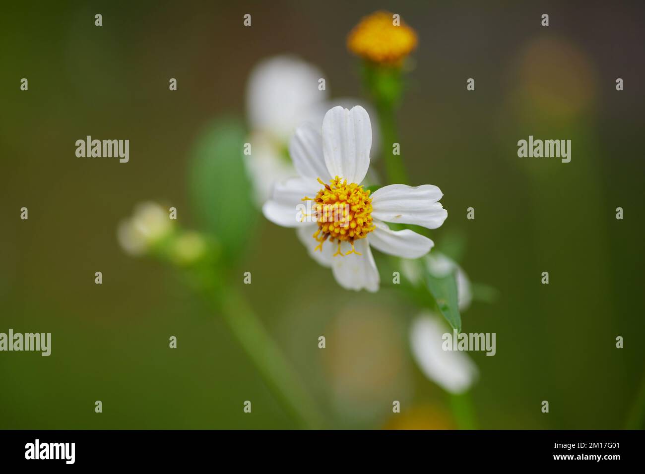 White flower in rainy season hi-res stock photography and images - Alamy