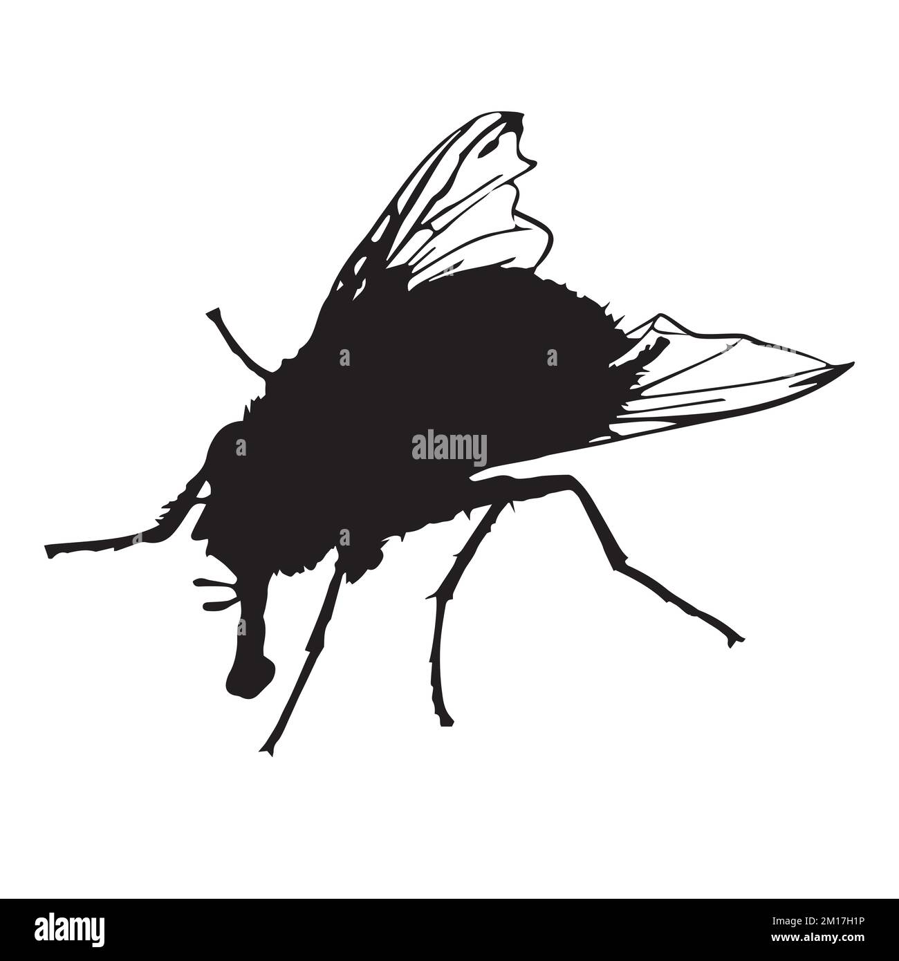 Vector Art Of Housefly Silhouette Stock Vector Image And Art Alamy