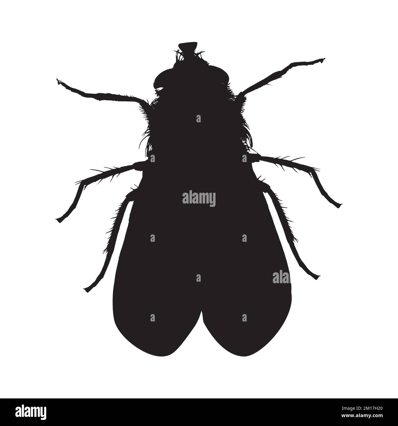 Vector Art of Housefly Silhouette Stock Vector Image & Art - Alamy