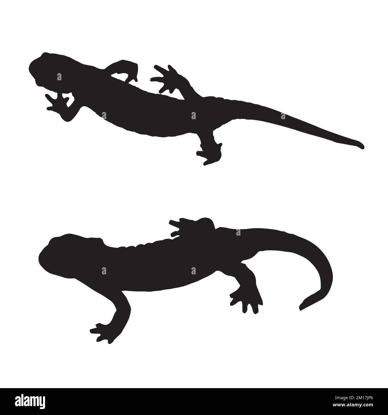 Salamander drawing stock photography and images - Page 3 - Alamy