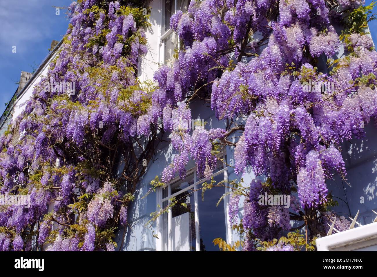 Wisteria in full bloom on a period Georgian house next to Regent's Canal in Lyme Terrace, Camden Town, London, England Stock Photo