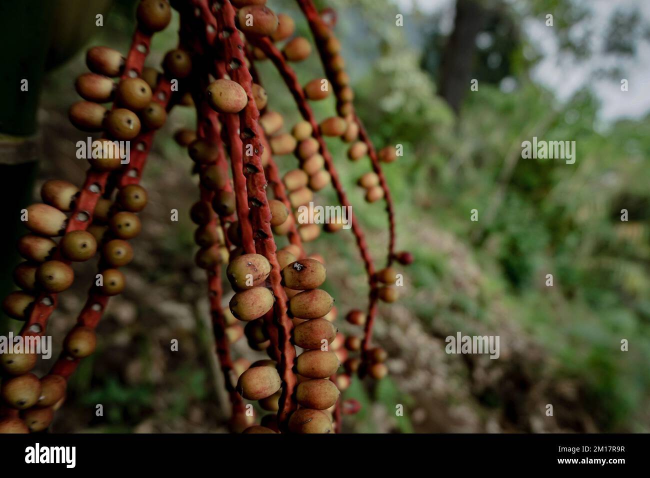 A selective focus shot of pinanga plants growing in the forest with blur background Stock Photo