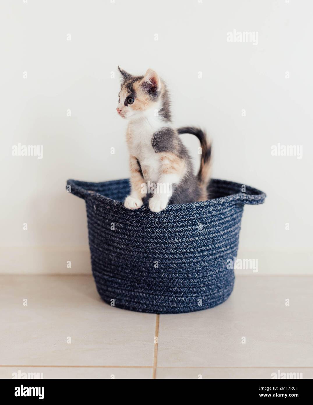 Young Fluffy Calico Kitten Playing in a Basket Stock Photo