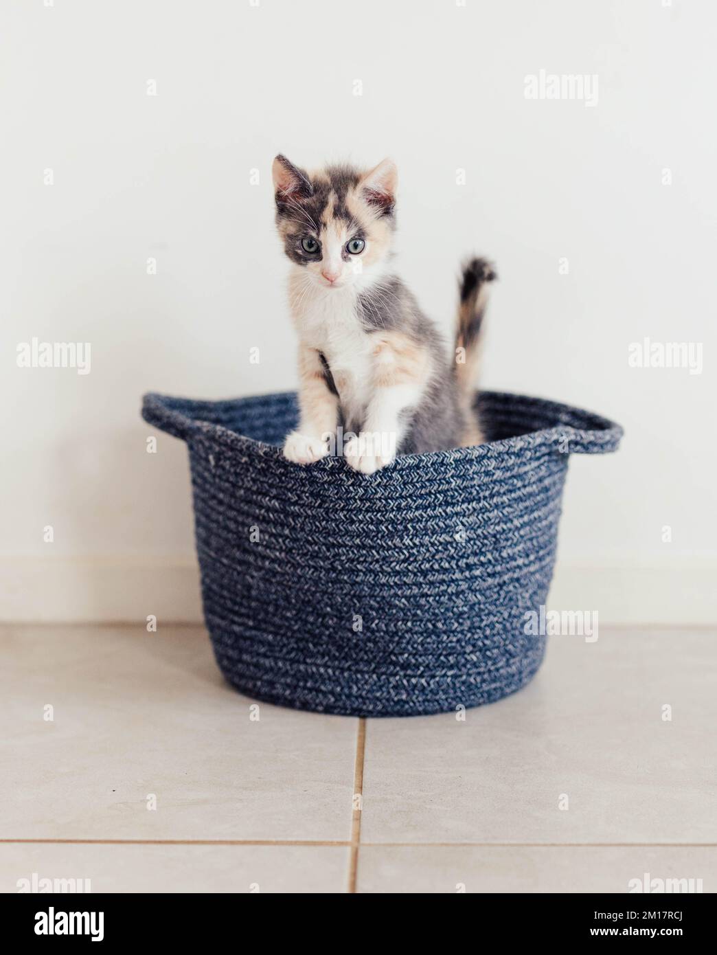 Young Fluffy Calico Kitten Playing in a Basket Stock Photo