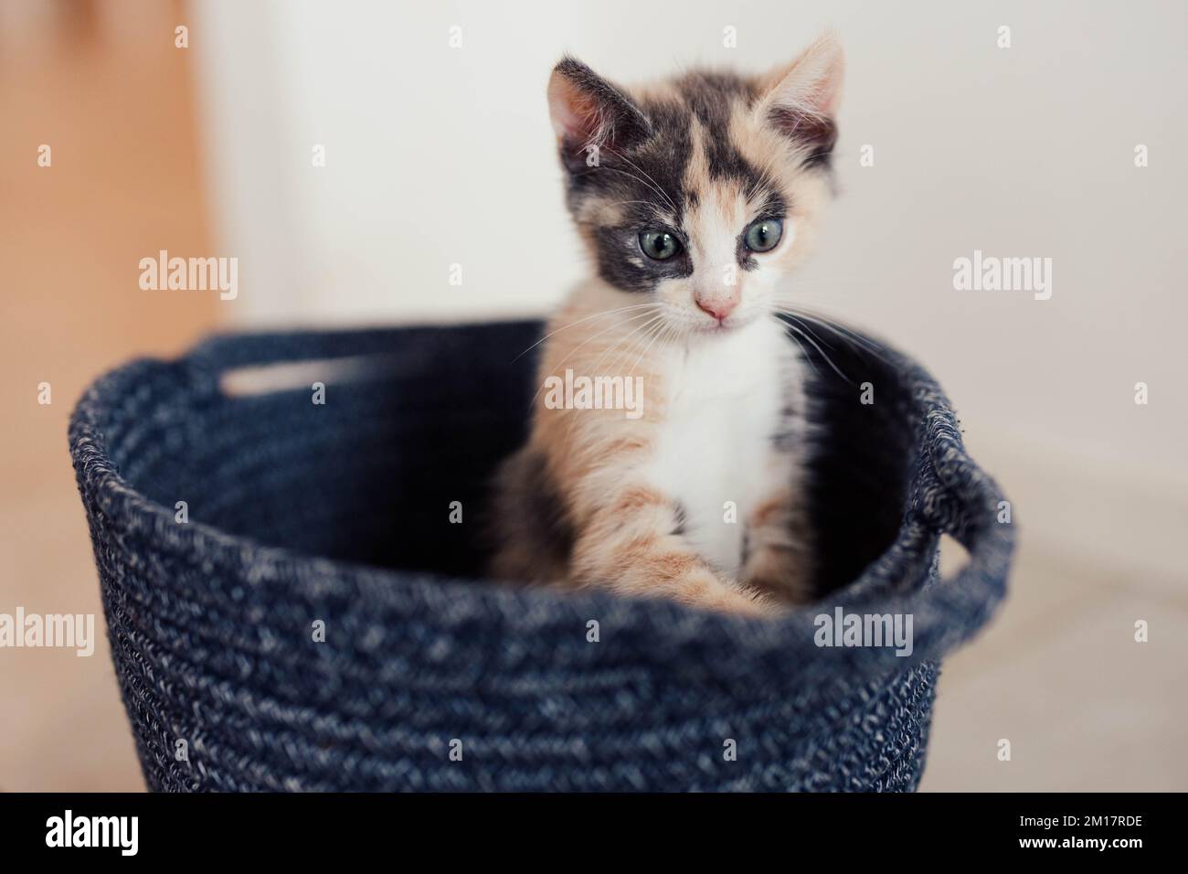 Young Fluffy Calico Kitten Playing in a Basket Stock Photo