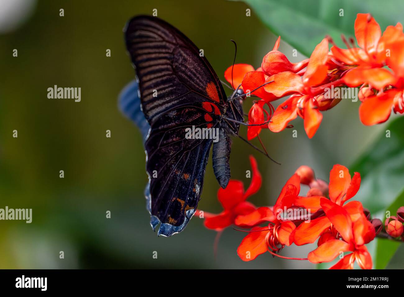 A closeup of a scarlet Mormon (Papilio rumanzovia) on Clerodendrum speciosissimum Stock Photo