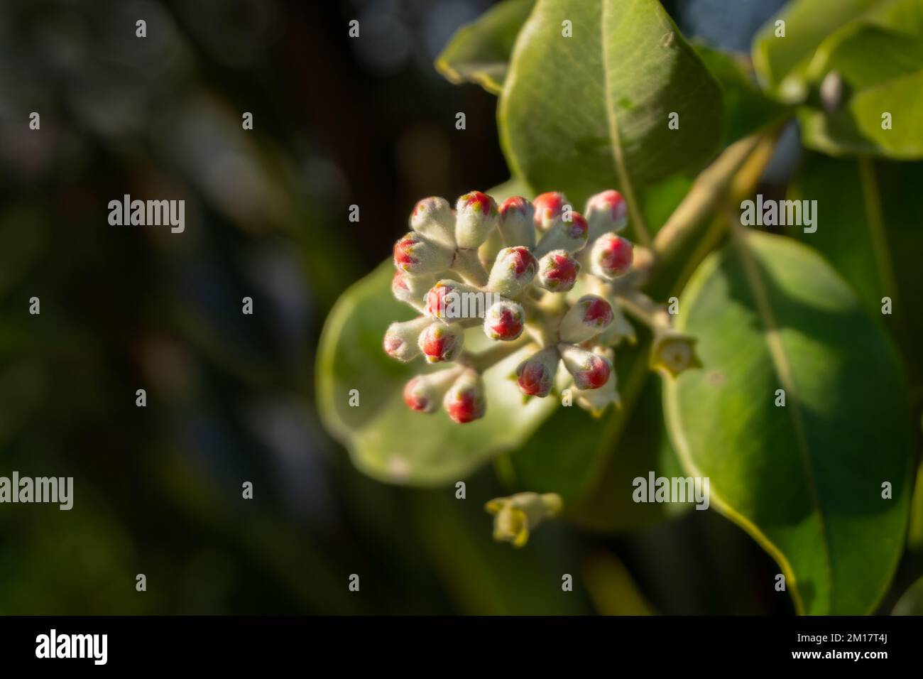 Pohutukawa flower buds starting to open on sunny summer day. New Zealand Christmas tree. Auckland. Stock Photo