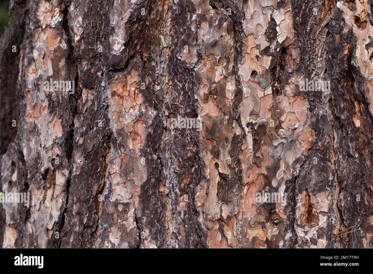 The bark on a Ponderosa Pine, Pinus ponderosa subsp. ponderosa, in Troy