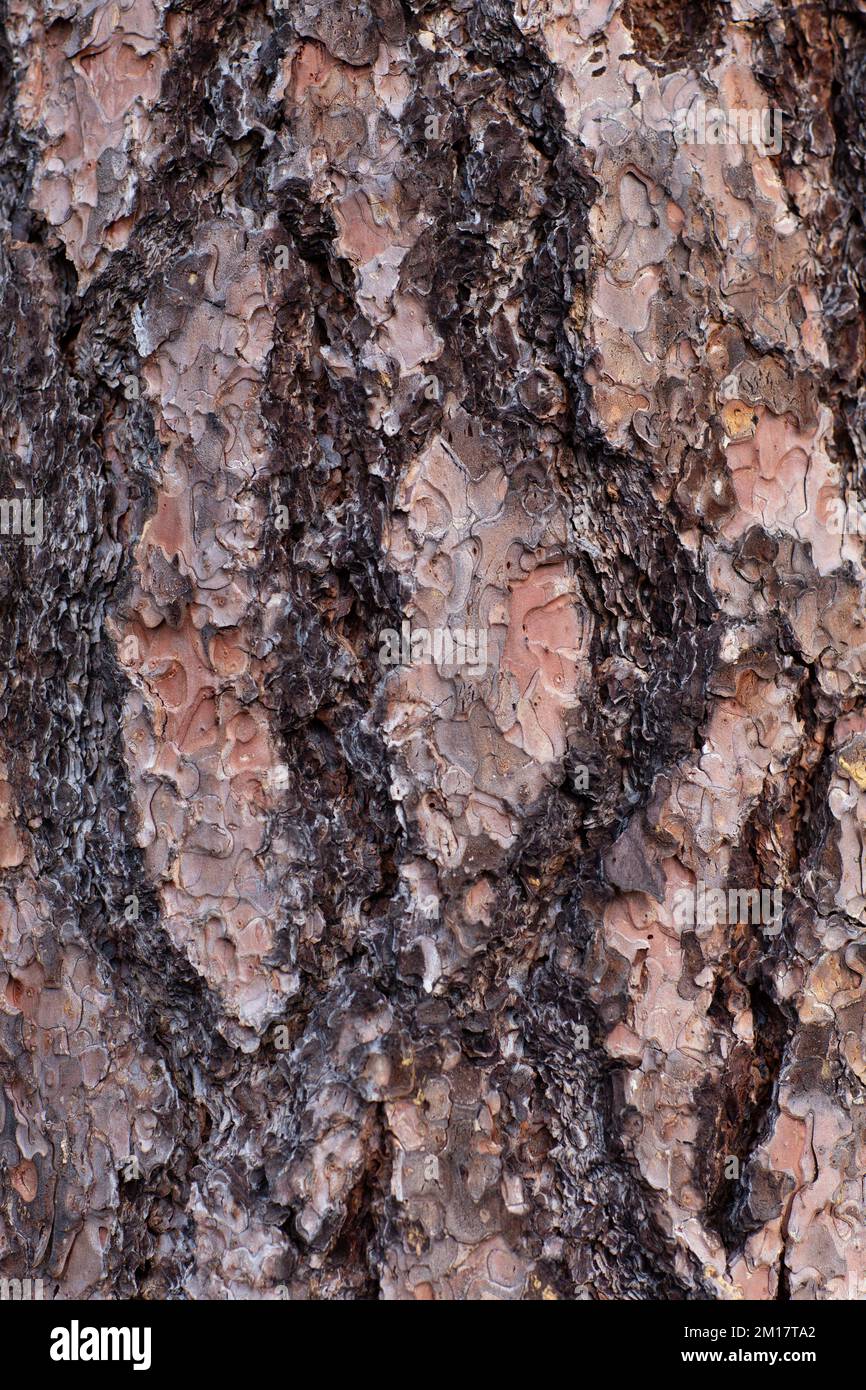 The bark on a Ponderosa Pine, Pinus ponderosa subsp. ponderosa, in Troy ...
