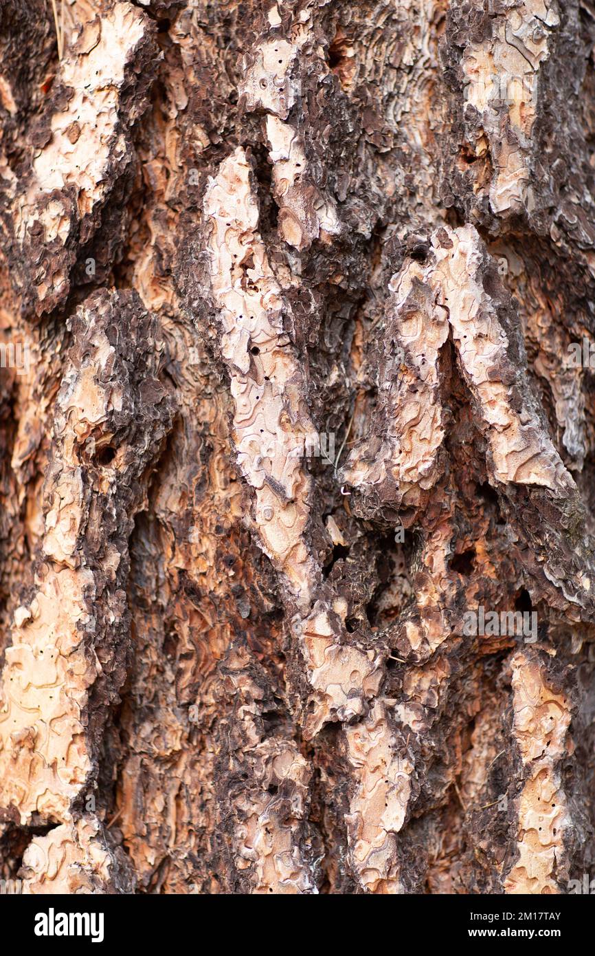 The bark on a Ponderosa Pine, Pinus ponderosa subsp. ponderosa, in Troy
