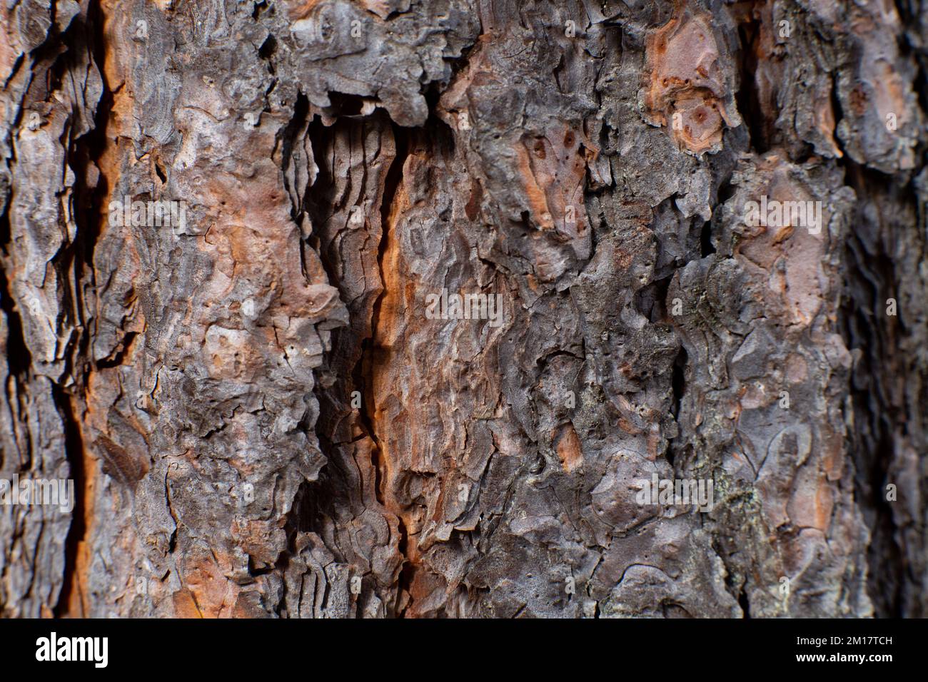 The bark on a Ponderosa Pine, Pinus ponderosa subsp. ponderosa, in Troy ...