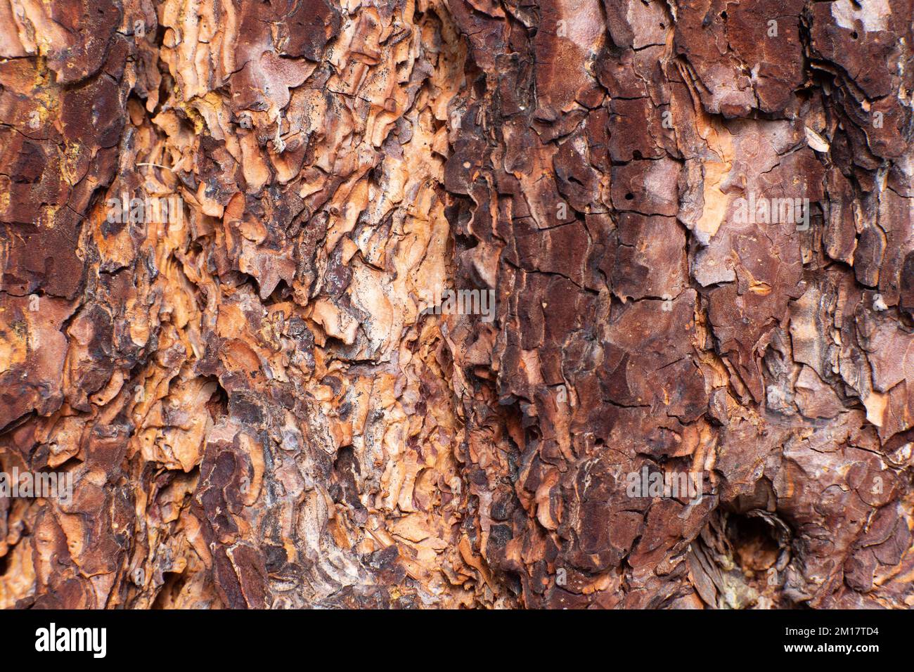 The bark on a Ponderosa Pine, Pinus ponderosa subsp. ponderosa, in Troy ...