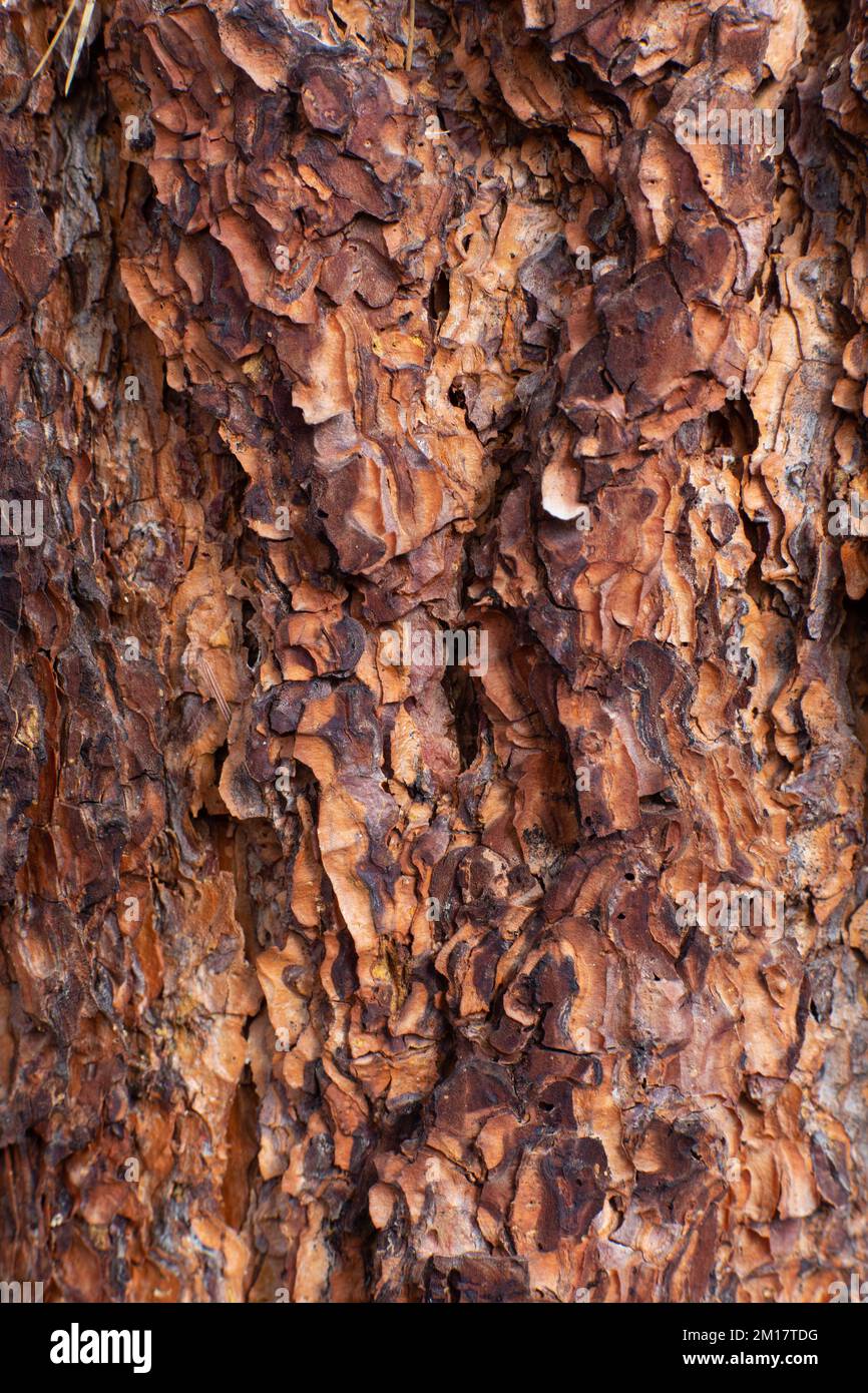 The bark on a Ponderosa Pine, Pinus ponderosa subsp. ponderosa, in Troy, Montana.   The young ponderosa pine has a darker brown to almost black appear Stock Photo