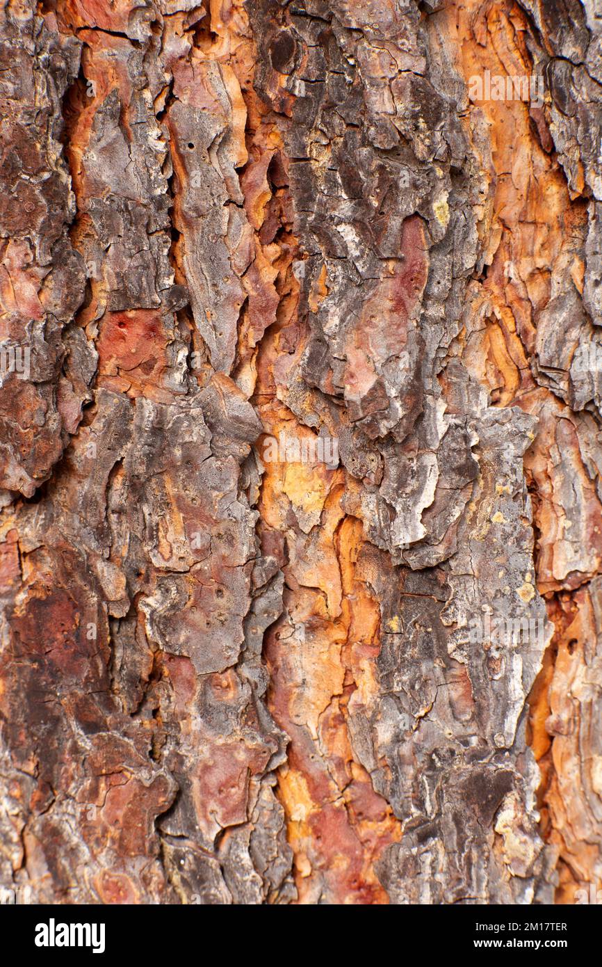 The bark on a Ponderosa Pine, Pinus ponderosa subsp. ponderosa, in Troy