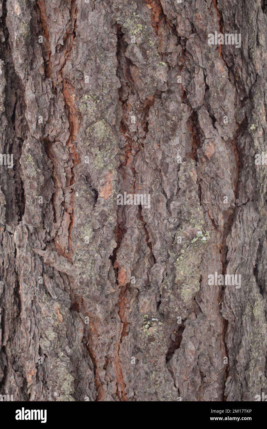 The bark on a Ponderosa Pine, Pinus ponderosa subsp. ponderosa, in Troy, Montana.   The young ponderosa pine has a darker brown to almost black appear Stock Photo