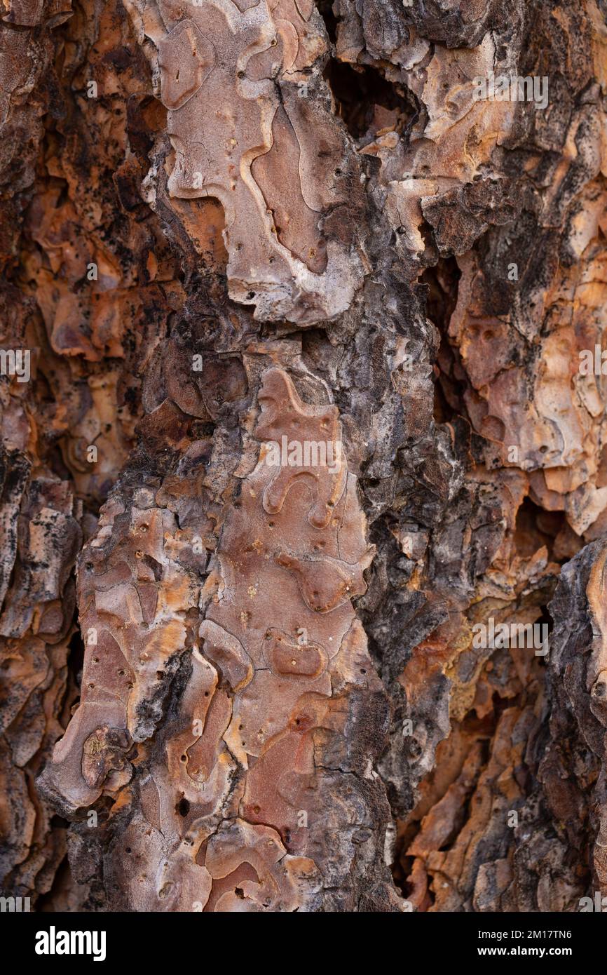 The bark on a Ponderosa Pine, Pinus ponderosa subsp. ponderosa, in Troy ...