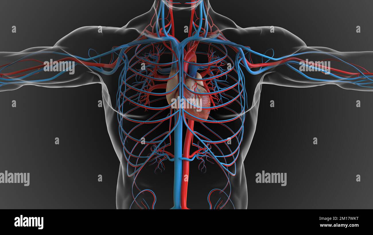 Human heart circulatory system anatomy for medical concept 3D ...