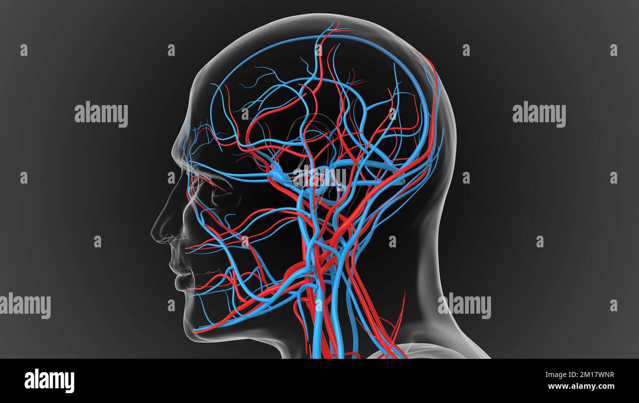 arteries carry oxygenated blood and veins carry deoxygenated blood 3D
