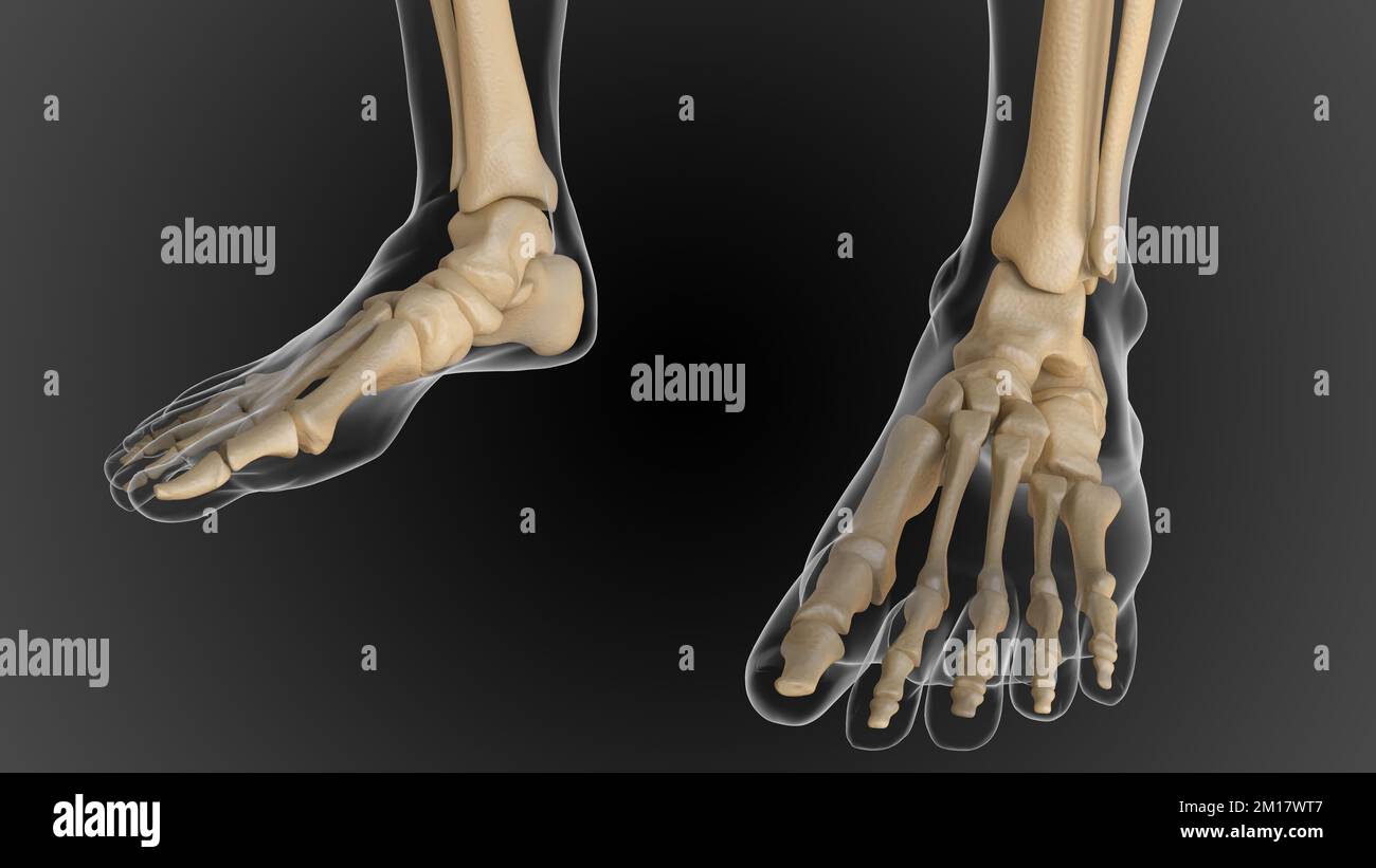 Human back bone parts 3d hi-res stock photography and images - Alamy